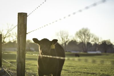 Pasture Fence Repair detail